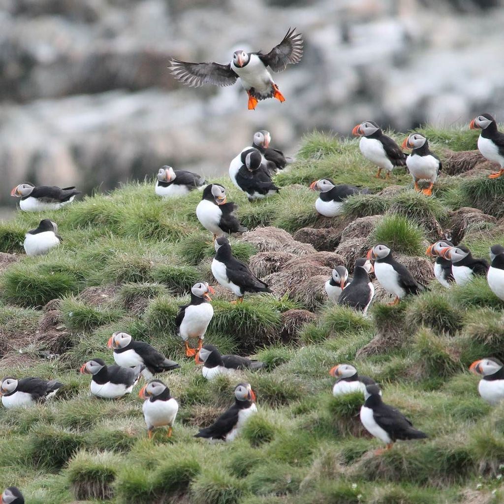 freshtracker's tweet photo. A group of #puffins is called a #gathering, #circus, #improbability or #puffinry of puffins! 
#Bonavista, #NL, #Canada
(by @Puffinhikes) https://t.co/xW6Pp8JnYM