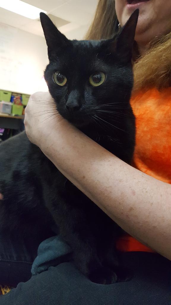 CFESMsLove's tweet photo. The #VBSPCA delivered another interesting lesson with Elsa, the cat. #Ancientegypt @cfescolts #epicyear #blackcat #thankyou https://t.co/PYPzNh27LZ
