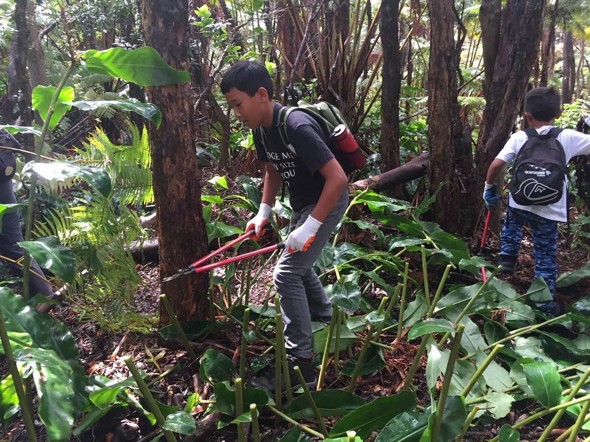 Volcanoes_NPS's tweet photo. Meet at KVC to #volunteer to #restore native ‘ōhi‘a trees, ‘ama‘u and hāpu‘u tree ferns in Stewardship at the Summit Sat., Feb. 11, 8:45am! https://t.co/isaH4BjID8