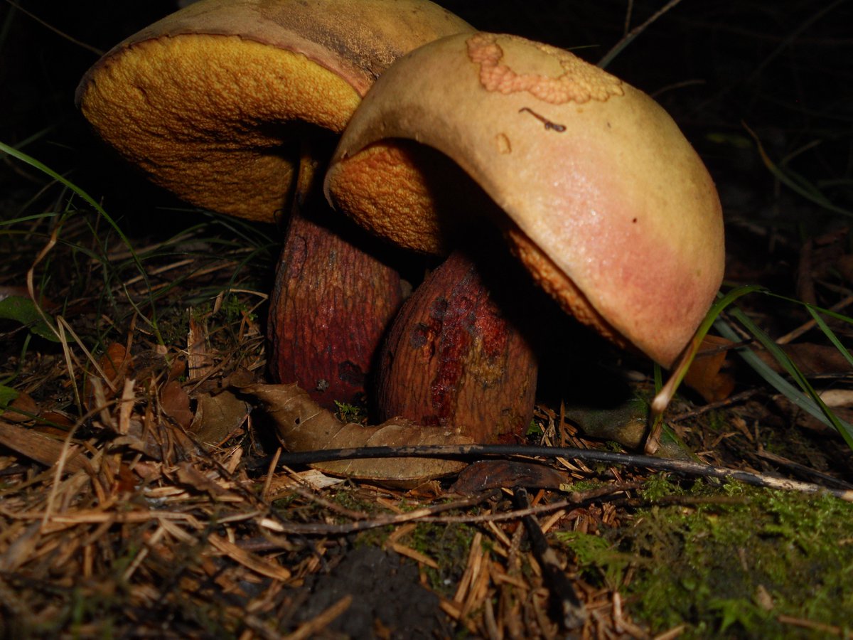 False boletus: photo, signs, looks like 2 False boletus: photo, signs, looks like 22