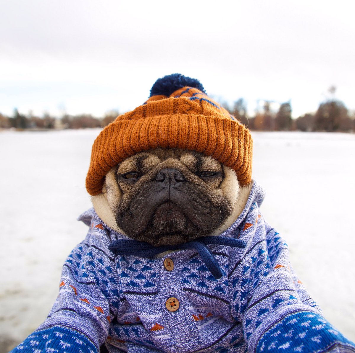 itsdougthepug's tweet photo. I'm so over Winter https://t.co/ngxsOgobVU