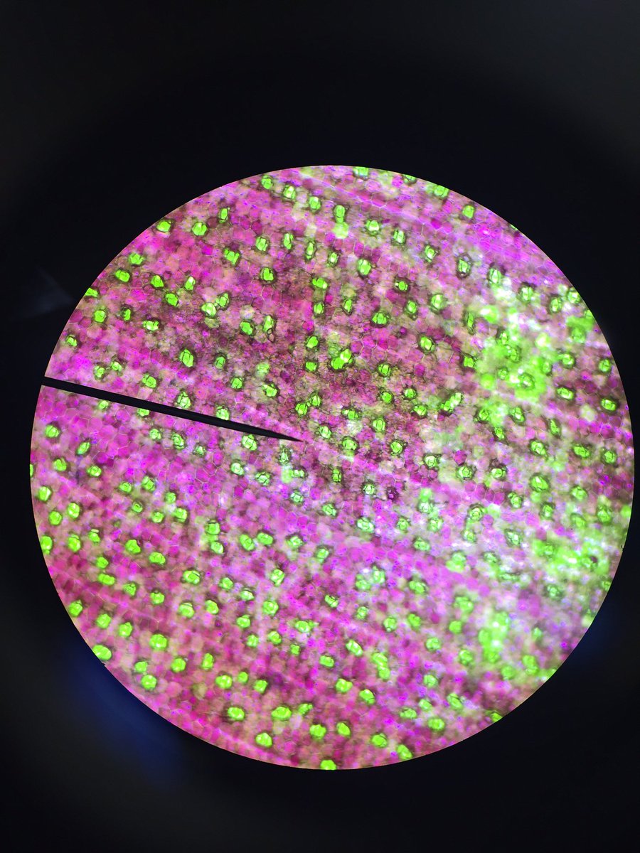 ChillyDip15's tweet photo. Looking at Zebrina plant cells #CummingsLabWeek5 @_naomiijimenez https://t.co/oQRPLqOjq0