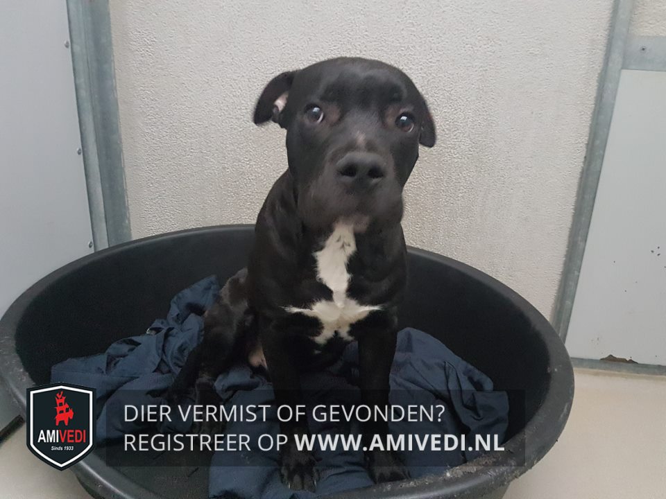 HELP! Wie herkent mij? Ik ben gevonden in Streekbos Overgooi en wil naar huis. Weet u wie mijn baasje is? Mail naar almere@dierenasiel.net!