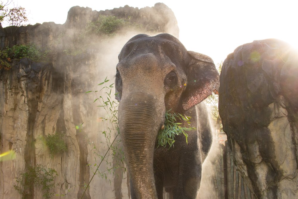 OregonZoo's tweet photo. With great sadness, we said goodbye to Packy this morning. This is a tremendous loss for all of us. https://t.co/1Y2MrtIekw https://t.co/EB1aAMU9oM