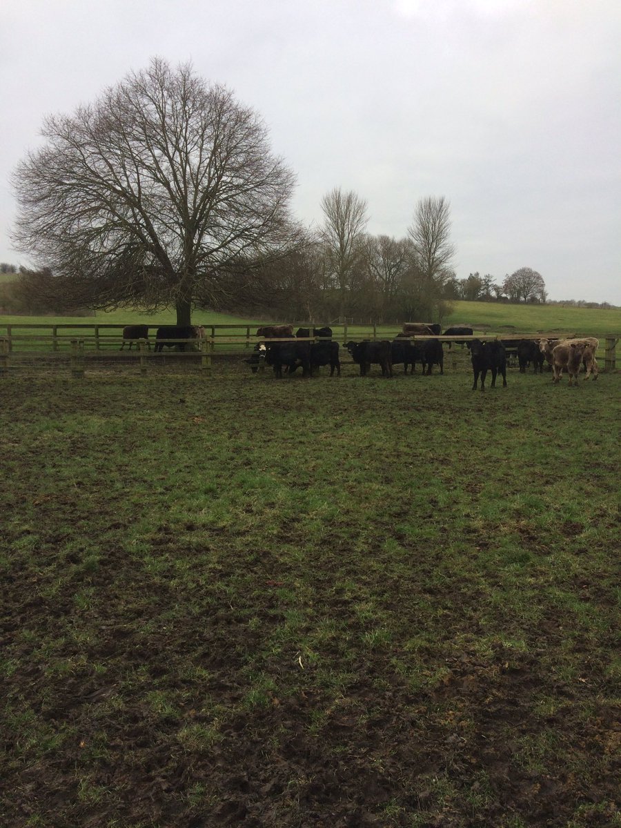 Franknixey's tweet photo. Youngsters outside to day, as we cleared out their old bed and put a new one in. #countrysmells https://t.co/vJj9PkKQxU