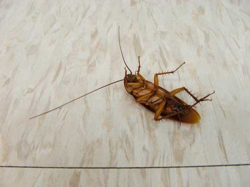 RAM__NFT's tweet photo. How to get rid of roaches - Fast and Forever! #cockroachbait #cockroachrepellent #cockroachestraps
https://t.co/jZW0P4wxTp https://t.co/d5S8XOMkti