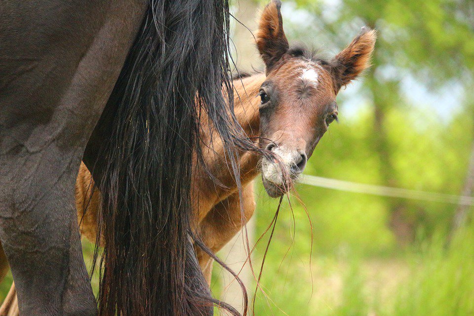 AAEPHorseDocs's tweet photo. Do you have ❓s about #equinerepro? Dr. Madison Seamans is fielding your requests for the Feb. "Ask The Vet" forum ➡️https://t.co/WOd2HA0v3U https://t.co/MLRjzEjxnV