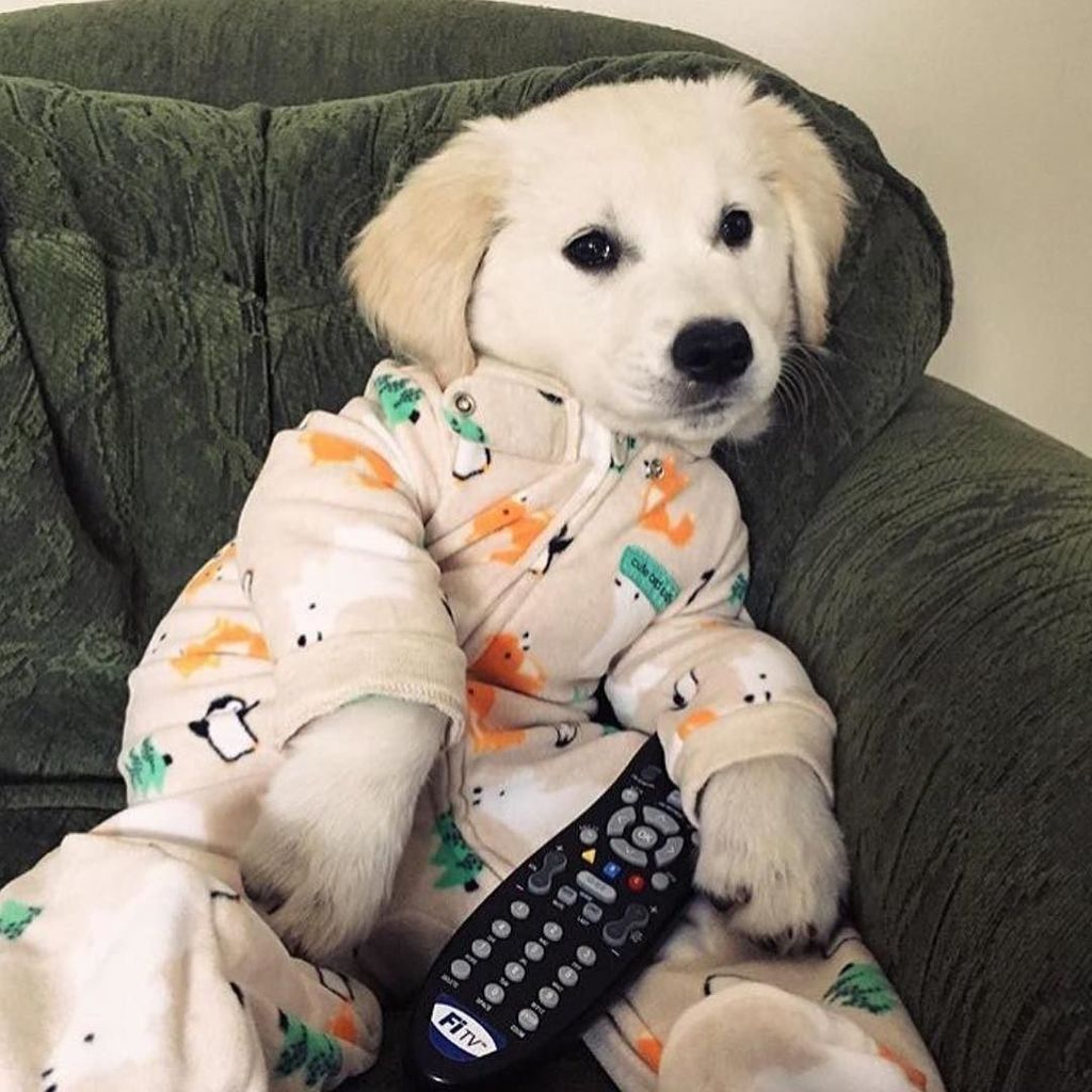 Pup_Box's tweet photo. You go to work human.. I'll be here workin my fluffy butt off 📺. #lazypup @kivathegolden #cuteness #pupsinpjs #pupb… https://t.co/7TXma6USl6