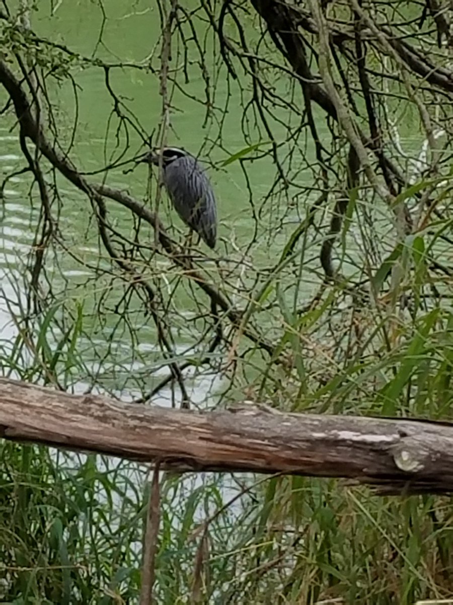 aglae_lee's tweet photo. Edinburg Scenic Wetlands &amp; World Birding Center #birdingcenter #southtexas #wetlands #rgv #giftshop #runner #birds #outdoors #fishing #camp https://t.co/irnxT9sw1e