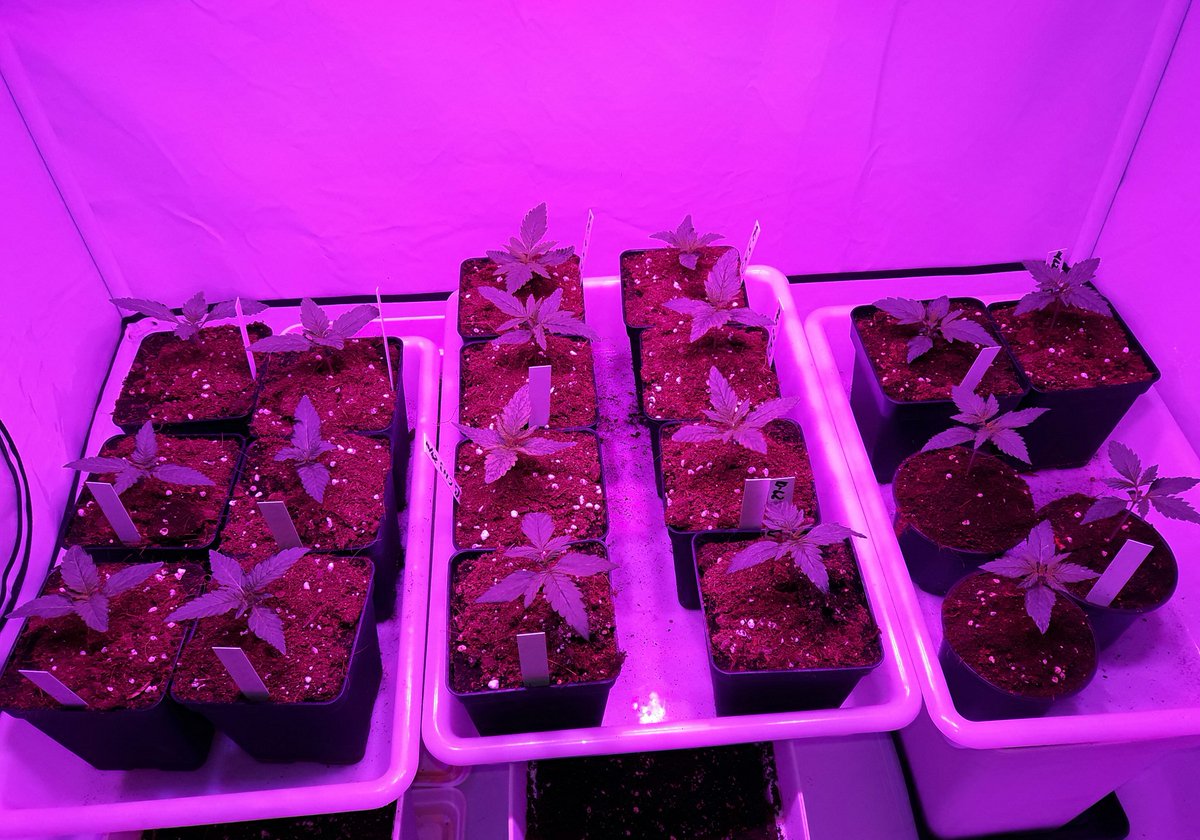 Apez140's tweet photo. #Momentos #Weed #LEDVENTURE, #CalamityJane, #Pillgrim y #Penguin @BuddhaSeeds, #Spitfire @GreenbudSeeds, #SleepyYoda @PhiloSeeds..:-))) https://t.co/YT3nNOhJ9X