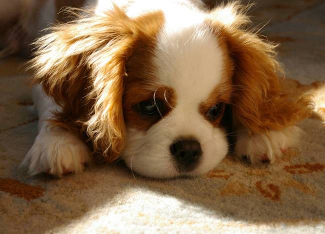 Cavalier King Charles Spaniel Puppies ❤️️