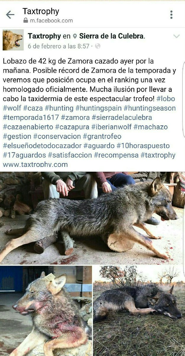 DominguezlmM's tweet photo. Este es el negocio.
Esta es la masacre.
Esta es la corrupción en estado puro.
Zamora es un matadero de lobos.
Una vergüenza.
@Lobo_Marley https://t.co/RhtE240XsN