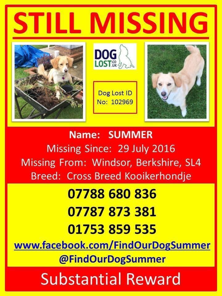 LisaLisaw1's tweet image. #FindSummer #MissingDog #Windsor #Berkshire 29.07.16 #checkthatchip #scanme  @HelpFindSummer @DogsTrust doglost.co.uk/dog-blog.php?d…