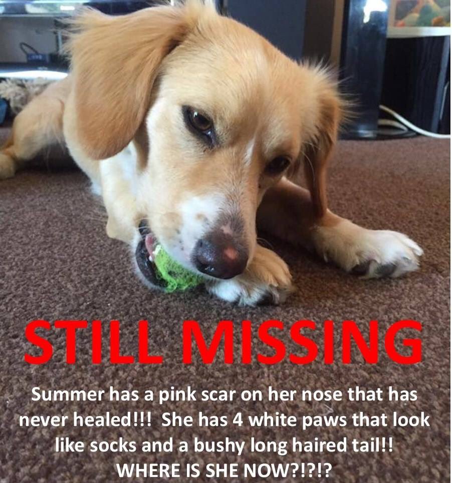 LisaLisaw1's tweet image. #FindSummer #MissingDog #Windsor #Berkshire 29.07.16 #checkthatchip #scanme  @HelpFindSummer @DogsTrust doglost.co.uk/dog-blog.php?d…