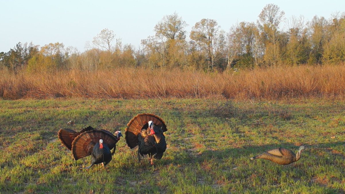 HappyHunts's tweet photo. Who is ready for #spring wild #turkey #hunting? Download #Happyhunts now! #ThursdayThoughts #hunting #hunt #huntchat https://t.co/XEF880doy1