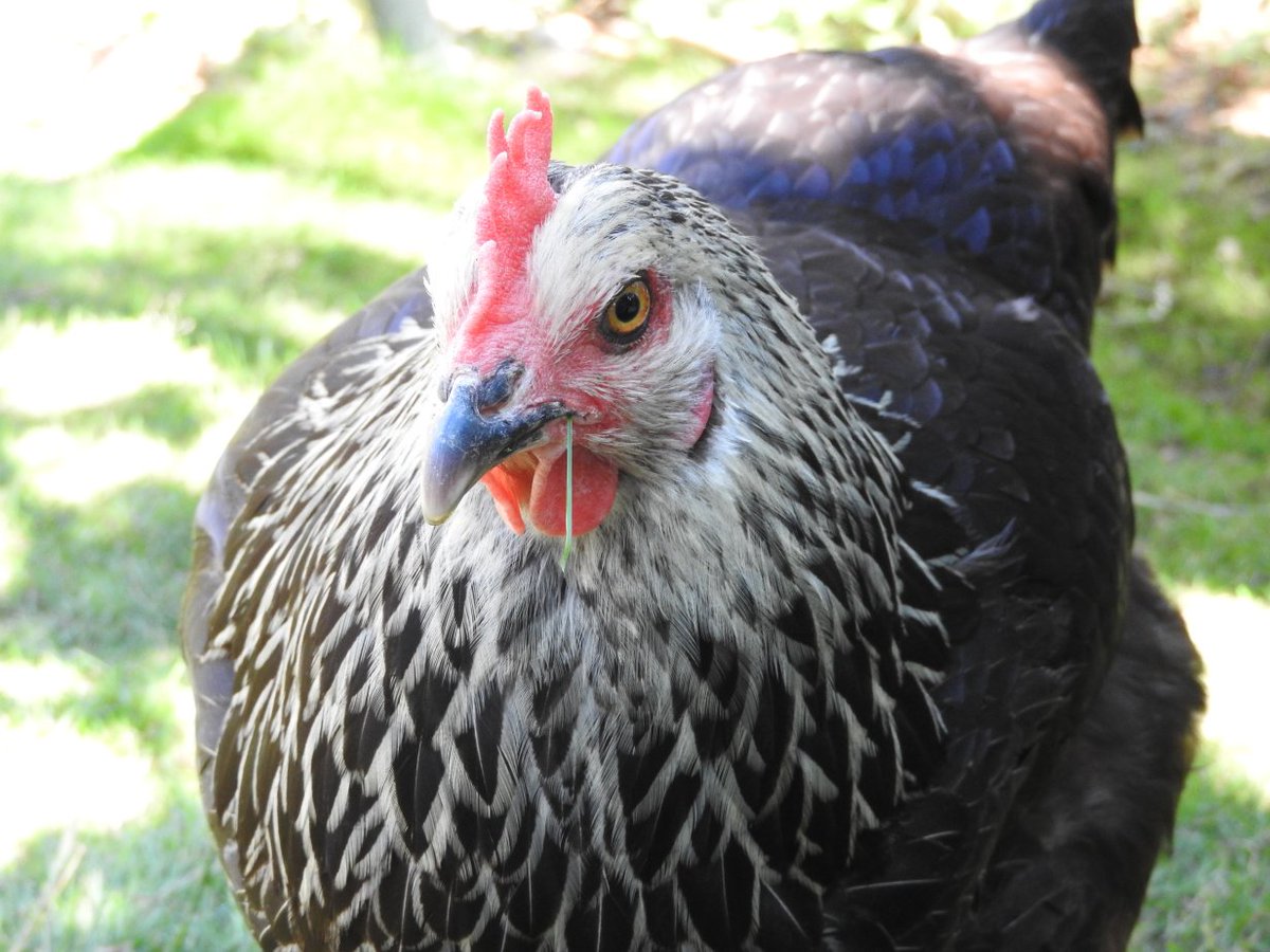 HamiltonsHens's tweet photo. @commonfrequency Erm, Batman doesn't approve because it isn't about her. Mmm hmm. #BatmanTheChicken https://t.co/W4rvUhaUIe