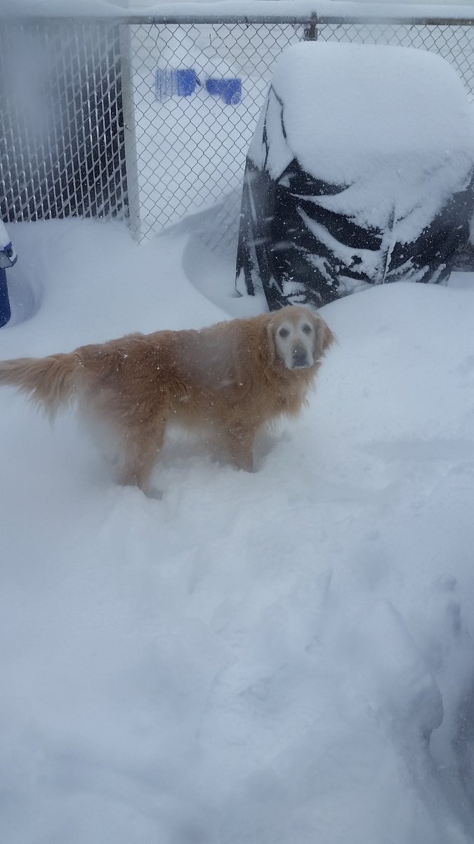 Real_Meg_Horan's tweet photo. @News12LI got some happy pups #LISTORMWATCH #pupsicle 🐶🐶❄ https://t.co/FWZVHBnKnB