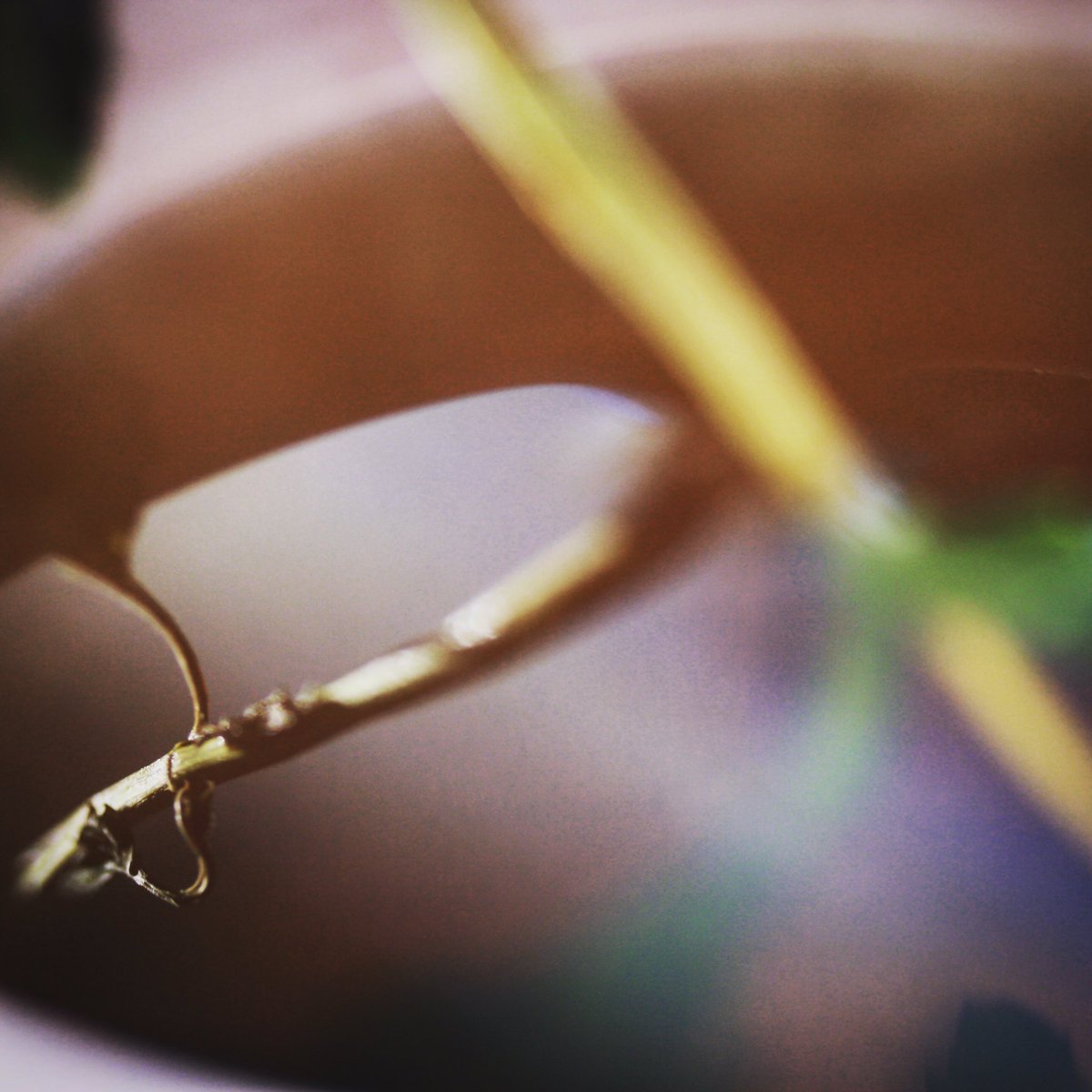 A minty taste of summer...dried from the garden, steeping into tea. #talkingchefs #podcast #forchefsbychefs #mint #tea #gardenfood