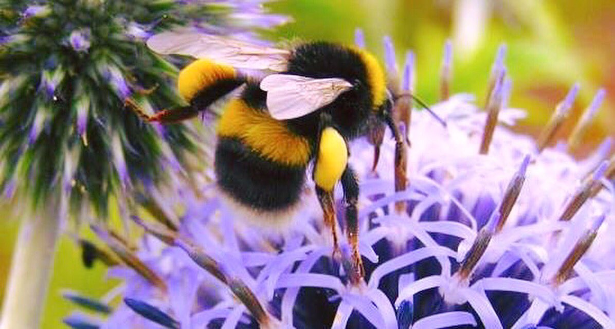 FUMSflowers's tweet photo. WE LOVE BEES! DO YOU? Help them and @BumblebeeTrust this #ValentinesDay with every bouquet sold. #FloristUpMyStreet https://t.co/2WwmlobGvz