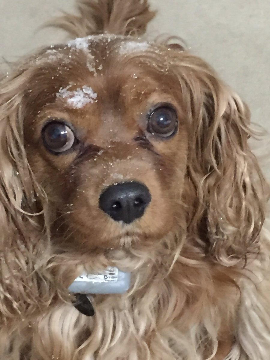 loesshillsflr's tweet photo. #lifeofashopdog #cavlife #rubycav #ripleythecavalier https://t.co/46KBcirY0z