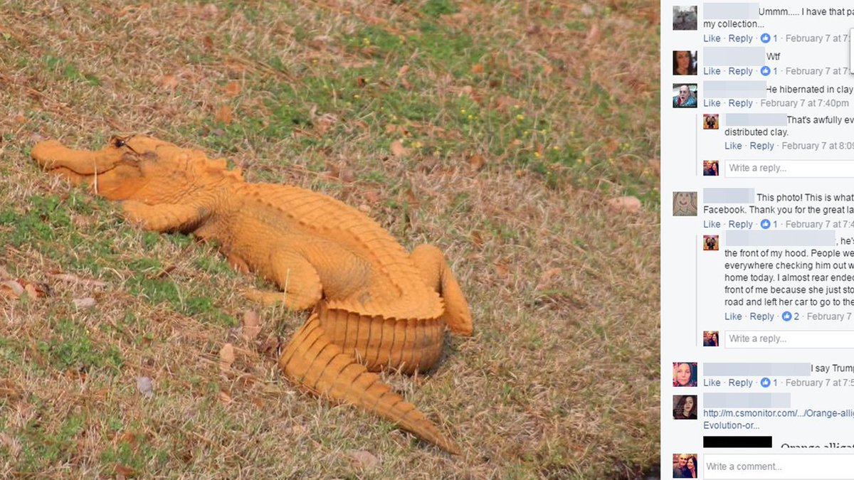 Orange alligator seen hanging out by neighborhood pond bit.ly/2lt3f1X https://t.co/aStK1t77EN