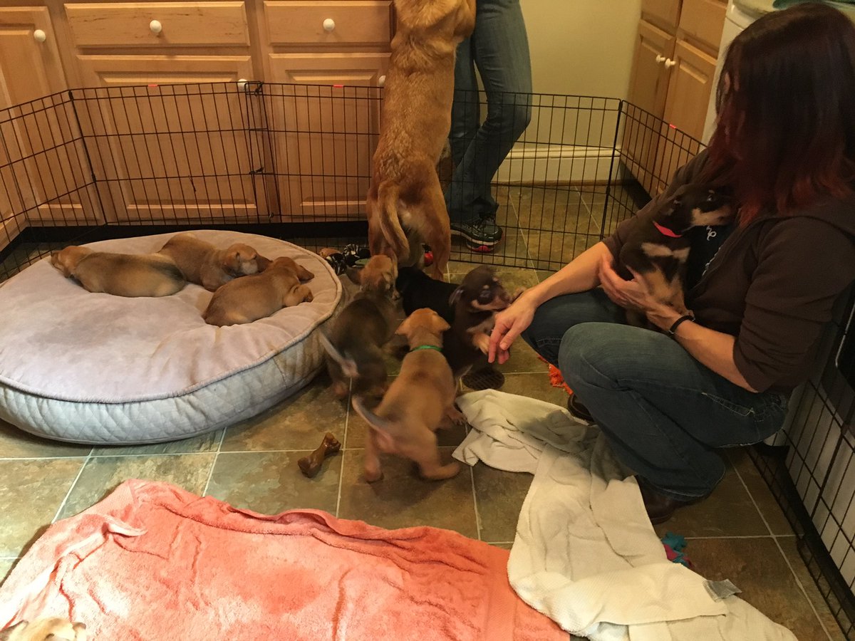 GDUTeam's tweet photo. Puppy Cutness at #GreenDogsUnleashed https://t.co/NnSL0Adpzw