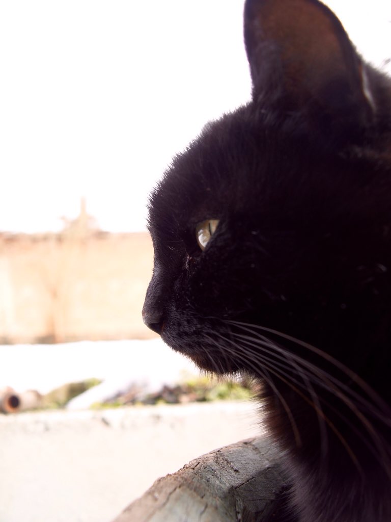 MeanderingNumps's tweet photo. Trying to remember what it was like before we had snow...
It seems so long ago!
#CatsOfTwitter
#SpringNowPlease https://t.co/wwopAjJw7U