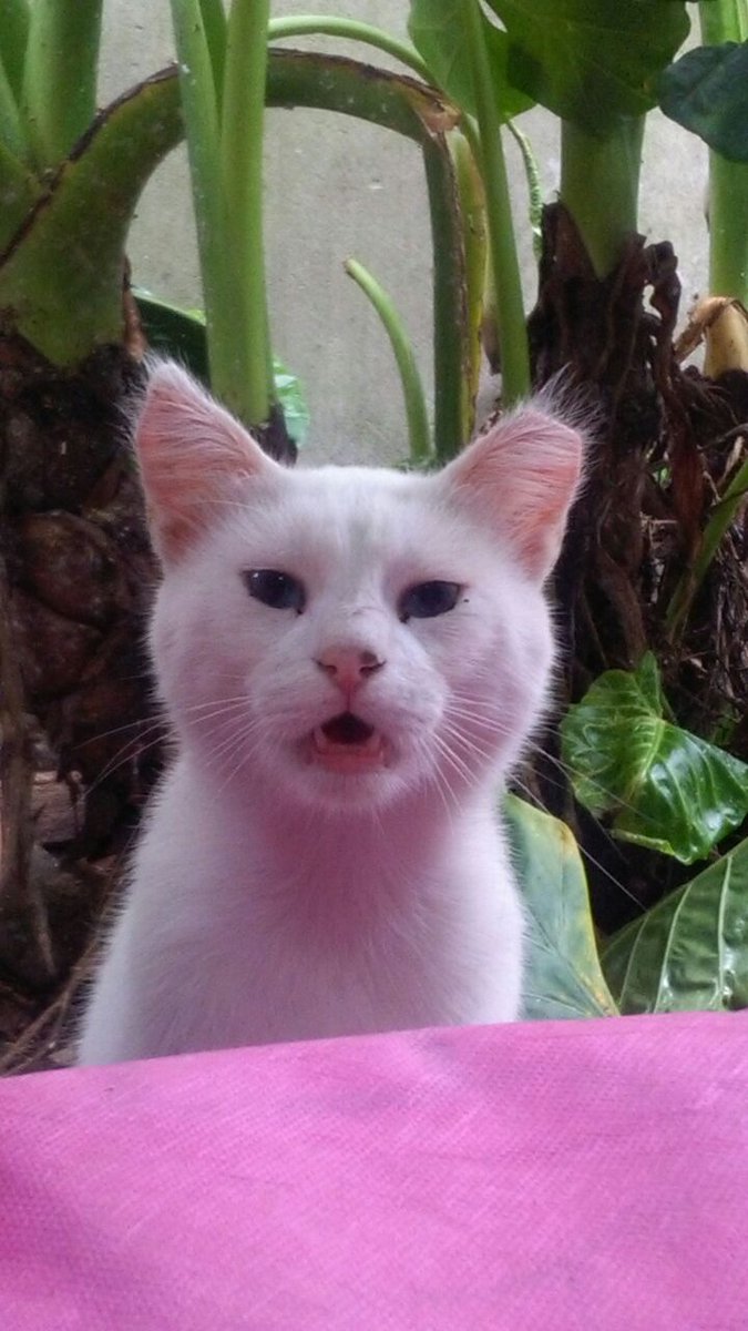 MartaDespott's tweet photo. Mi osito.....Hermoso mío!!! Cómo te gusta el queso crema que lo pediste a gritos al verlo https://t.co/7QCkZr4n6R