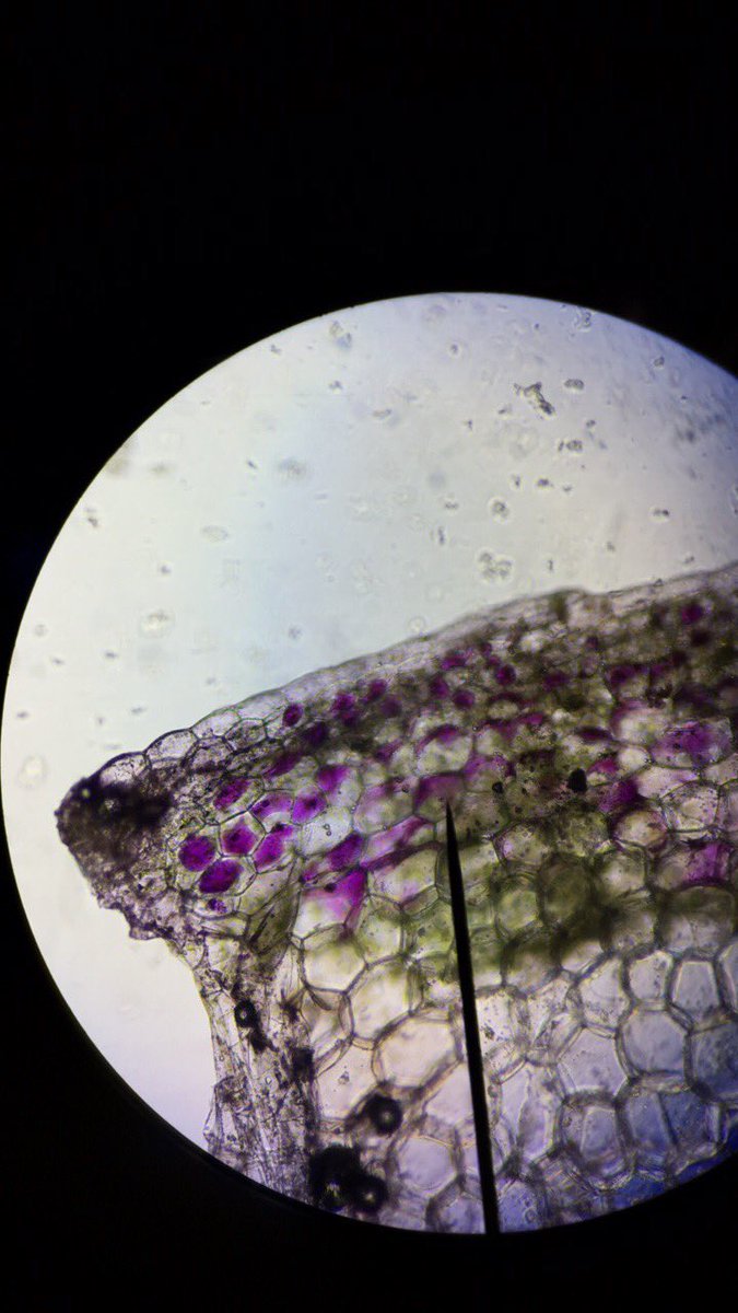danidawn34's tweet photo. Changing the cell membrane by adding salt then water @UNKBiol106AC #CummingsLabWeek5 https://t.co/BY4CH4xJyS