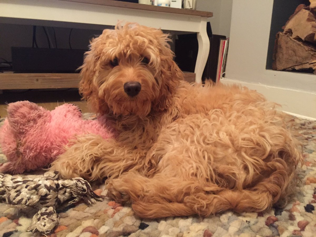 lillyapoo's tweet image. I'll need a haircut soon as I can barely see out, I hope my humans give me a spa day, I could do with some TLC #cutedog #cockapoo #relax