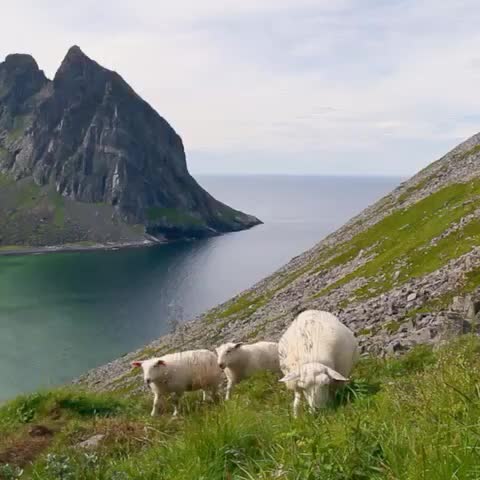 theAAchannel's tweet photo. Sheep with a view #lofoten #norway #sheep #animalsofvine https://t.co/dVMQ0UB4TC https://t.co/Up7eEbiRqJ