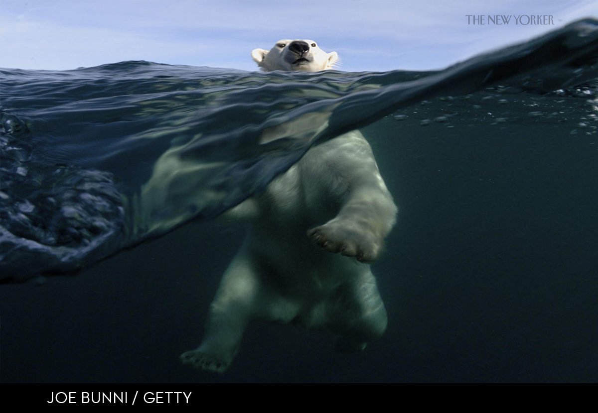 NewYorker's tweet photo. Canadian scientists know what to expect from Donald Trump: https://t.co/ZkmH7BRgdh https://t.co/fhmzWRkNrU
