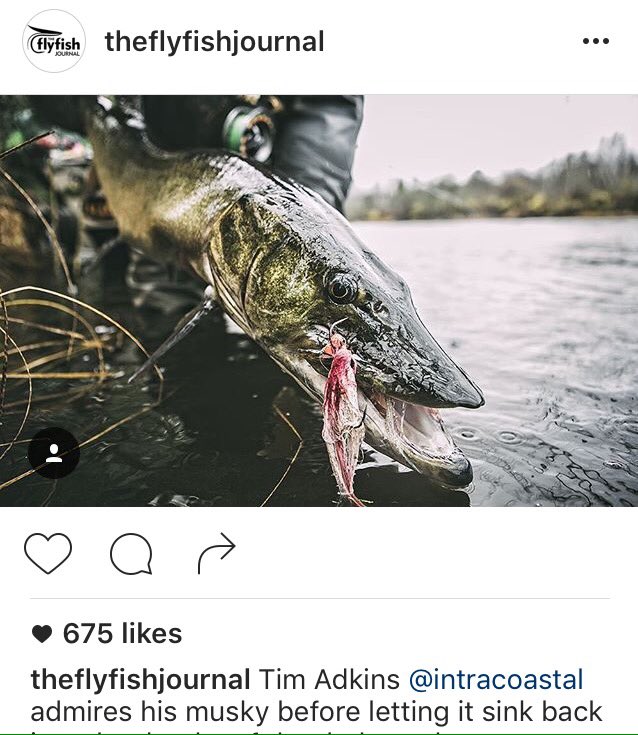 CriticalAngling's tweet image. Psyched to see @FlyfishJournal share this image on IG of a musky caught by @CriticalAngling's Tim Adkins