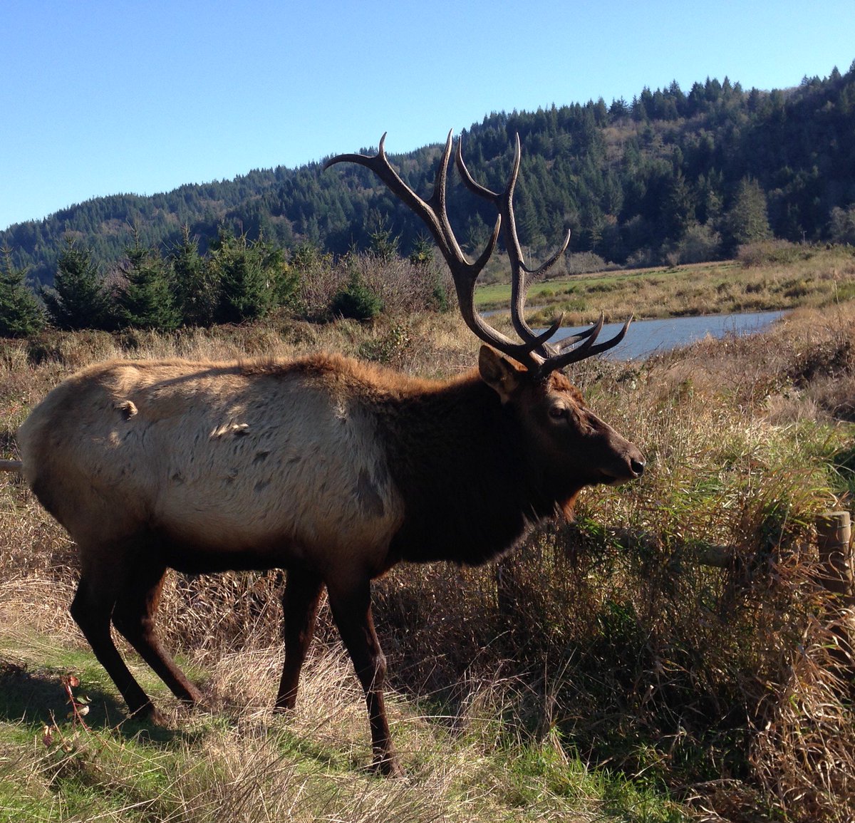 TroutUnlimited's tweet image. Tell Oregon to keep the Elliott State Forest in public hands: bit.ly/2kNp8dp #keepitpublic @OregonGovBrown @tobiasread @OregonSoS