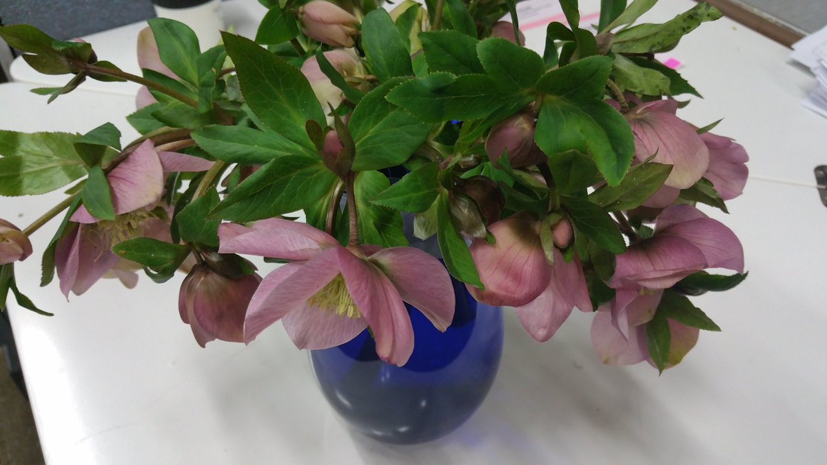 FrankAdamsWF's tweet photo. Hellebore is a lovely Valentine's gift https://t.co/lM9mOal9b2