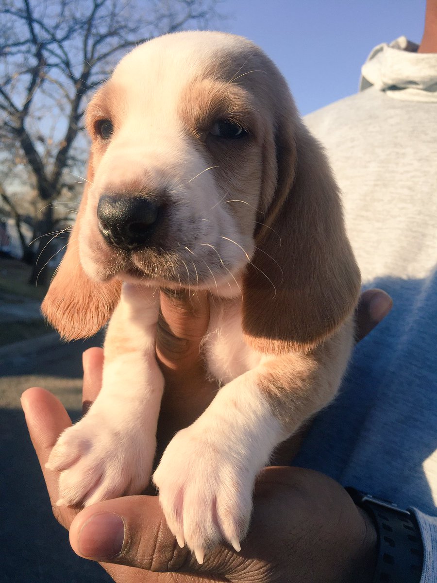 agrilooo's tweet photo. Cuteness overload 🐶❤️ https://t.co/uIpcTtHD1W