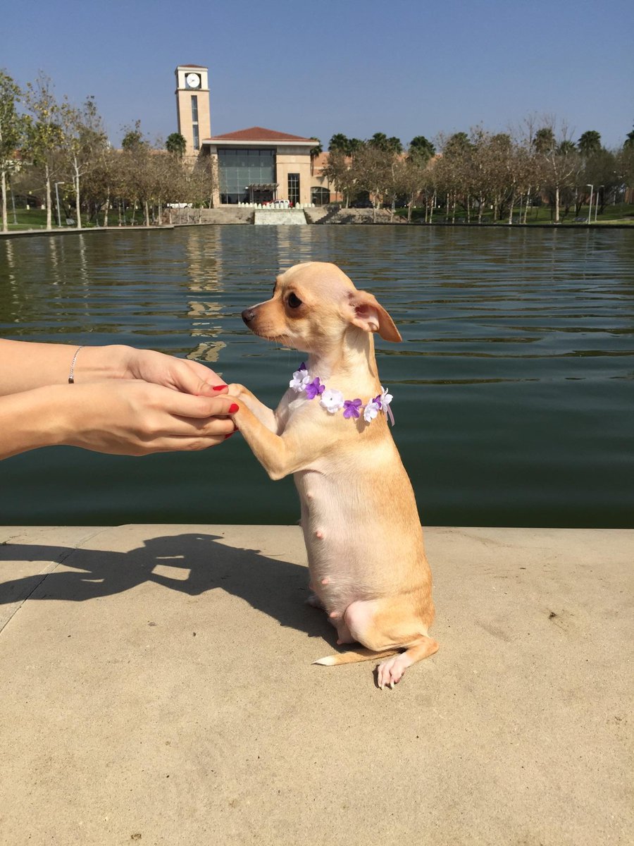 karluhsantini's tweet photo. My dogs maternity pictures warm my heart up 💕 https://t.co/qkq96JUd16