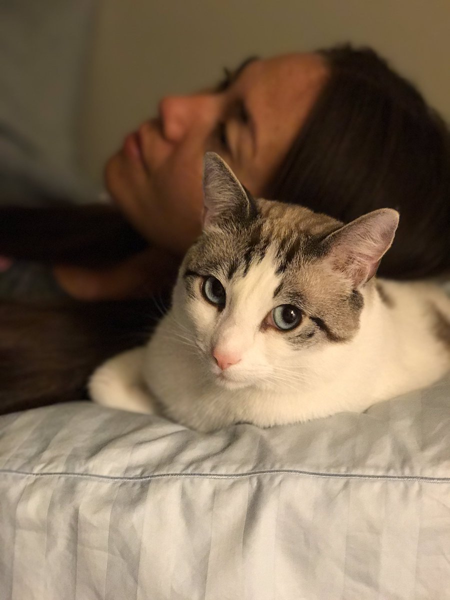 When your mom's so tired she uses you as a pillow &amp; doesn't seem to notice. #catlife #catmom <a href="/AnneMurata/">Anne Murata</a> @djmaleko
