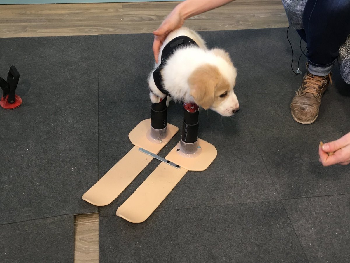dog_rates's tweet photo. PUPDATE: Cupid has skis now https://t.co/zobTirWN9d