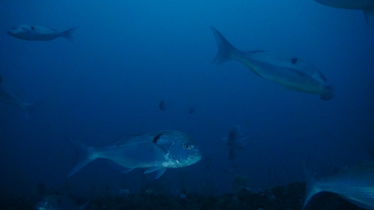 KerrySkink's tweet photo. South Africa's critically endangered seabream, the seventy four -protected species  following our ROV today #Imida https://t.co/RDFzxZq6GZ
