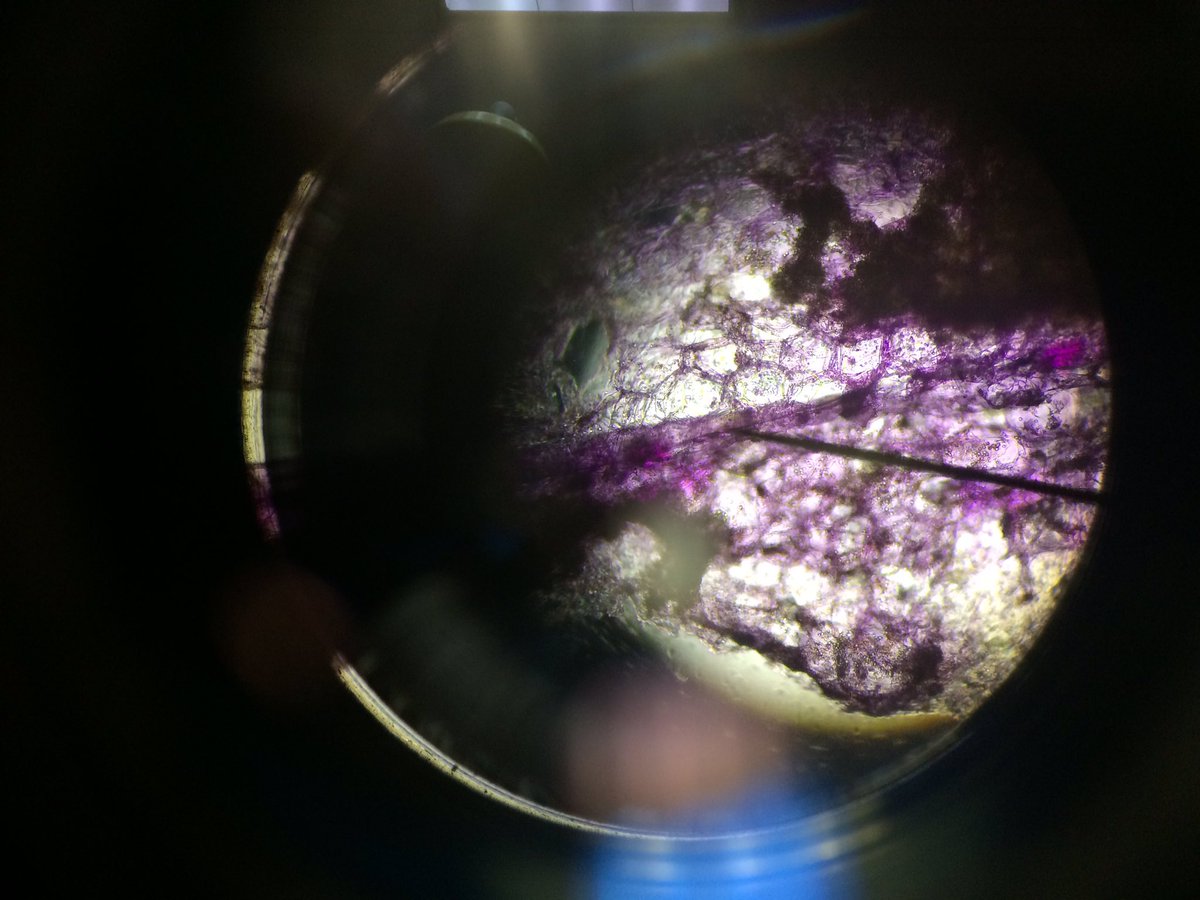 JasmineP_BioLab's tweet photo. Working on osmosis and diffusion in lab this week. Pretty cool! @UNKBiol106CW #WillicottLabWeek5 https://t.co/ldGjTIw0Mj