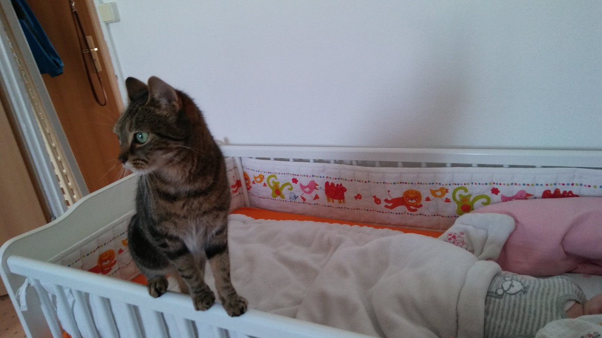 BelleslastHope's tweet photo. My Love passt auf Baby auf

#baby #love #sweet #cat https://t.co/DQaV4rCET7