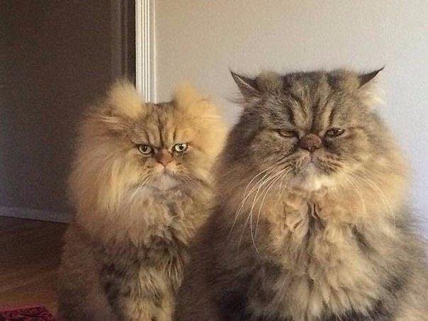 nicknixer's tweet image. Когда принесли свежие #правки