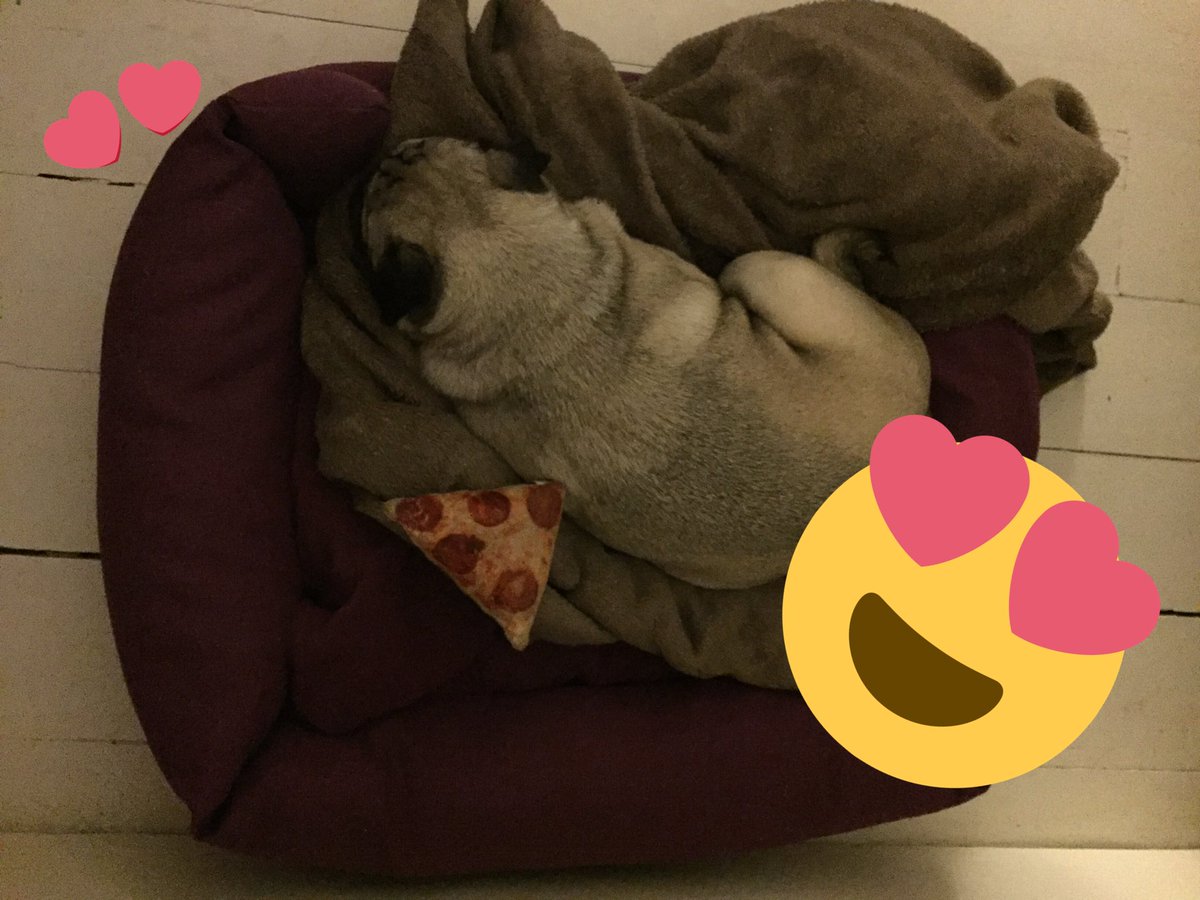 Roo the Pug tweet media