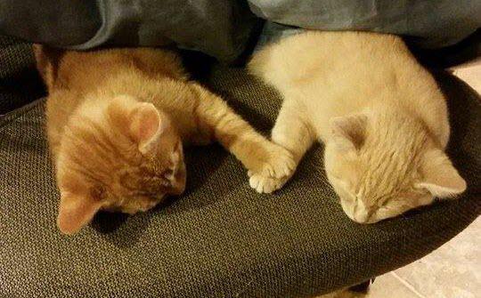 Image result for cats holding hands