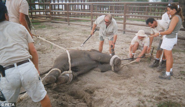 sanmarino397's tweet image. Sadistic teamwork. A group of handlers cruelly hold a baby elephant with ropes. Vile #AnimalCruelty #OpElephant