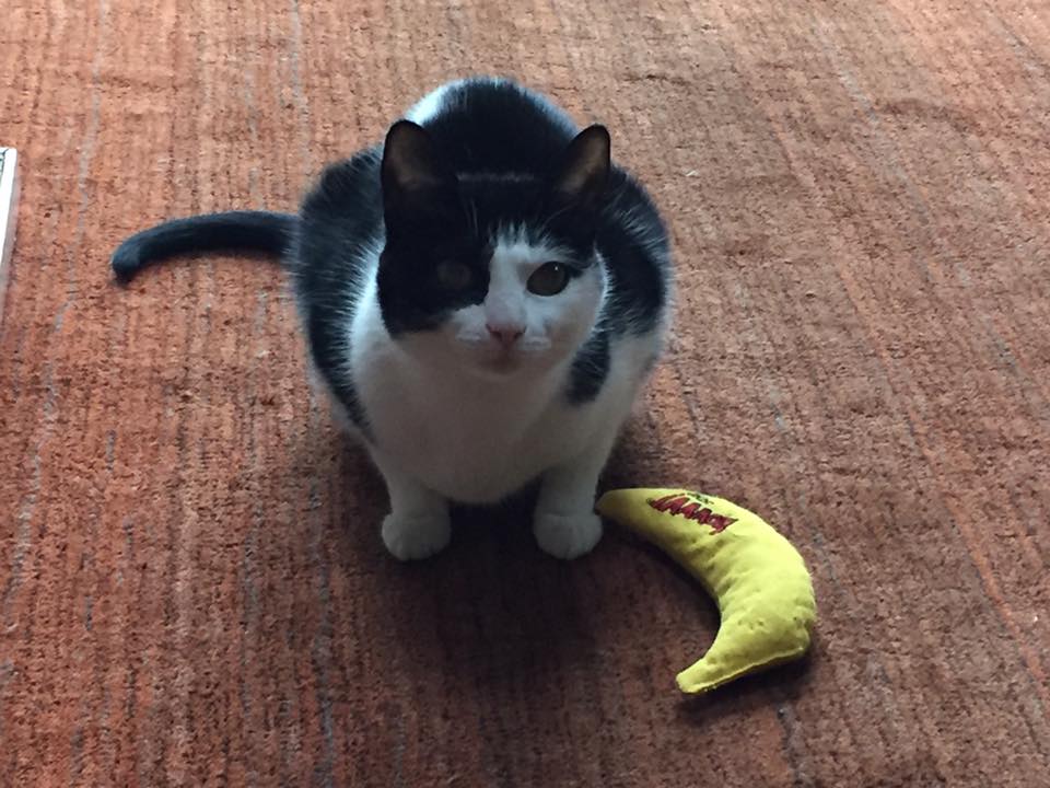 FamousPax's tweet photo. Mom won't let me sit on her hand, so I'm going to sit by my banana and stare at her. #CatStareDown #CatsOfTwitter https://t.co/vAkkD4qtDz