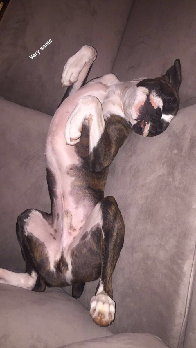 destinyjohnss's tweet photo. I can't believe that my sweet sweet boy is ONE YEAR OLD today 😩😍🙈 he needs to stop growing up right now! I love him so much! 🐶 https://t.co/FiYP53XFVK