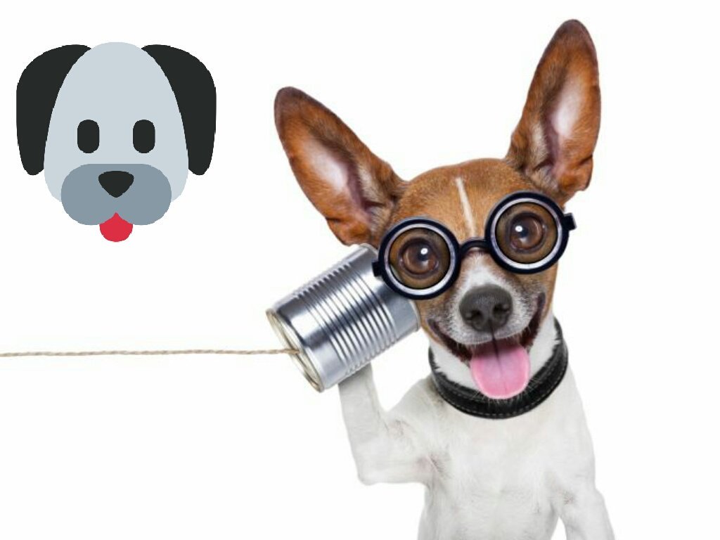 FranksDgcs's tweet photo. Got the new #text service to remind you of your appointment! Call 07746 617383 to book! #whitstable #grooming #Franksdgcs 😀🐕🐩✂️ https://t.co/c1Lt3e2jpY
