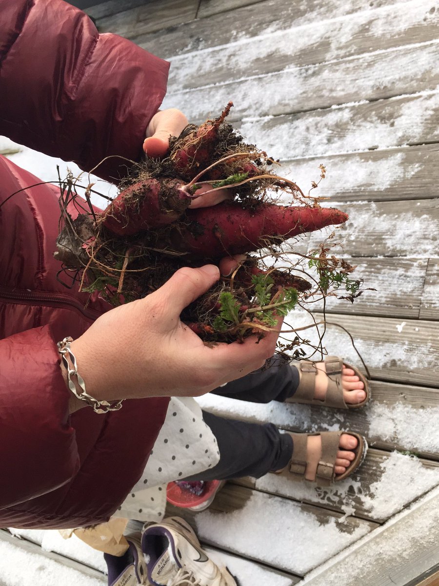 shenalce's tweet photo. Love picking carrots to go in your dinner. #eatyourbackyard #urbanhomestead https://t.co/04VHN4SULy